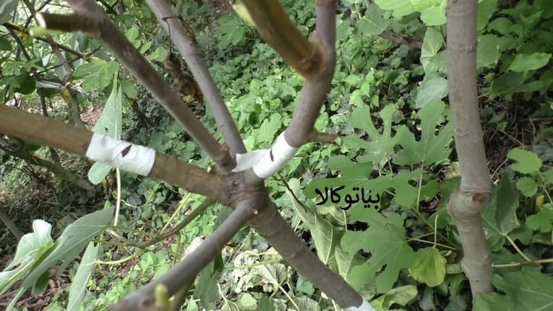پیوند انجیر مرحله به مرحله